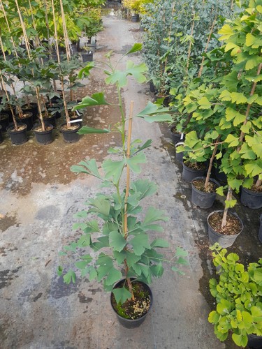 Ginkgo biloba - biloba,