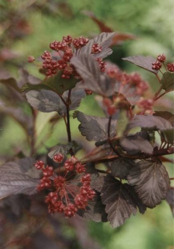 Teufelsstrauch physocarpus - teufelsstrauch,