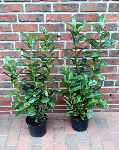 Kirschlorbeer prunus - 10,