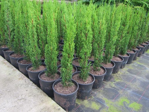 Cupressus sempervirens totem - cupressus, 'totem'