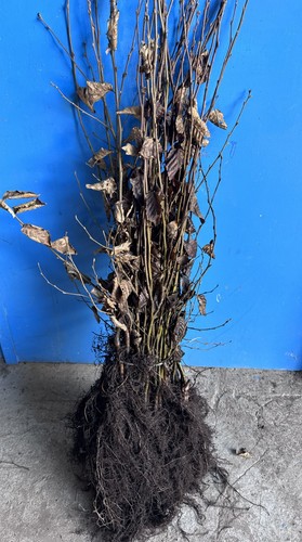 Hainbuche 100 1 - hainbuche, 60–100 cm