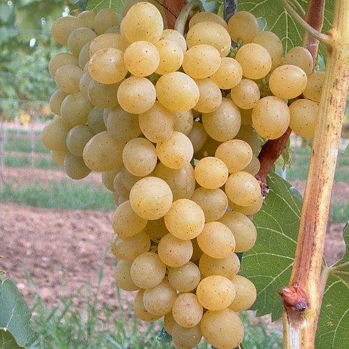 Glenora gelbe weintraube - gelbe,