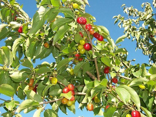 Kornelkirsche cornus mas - kornelkirsche,