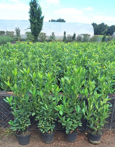 Prunus genolia - prunus,