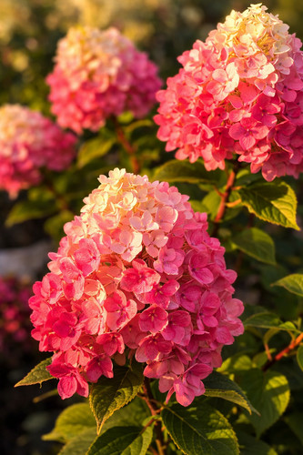 Hortensie vanille fraise - hortensie,