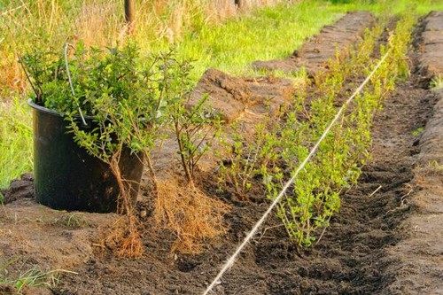 100 liguster ovalifolium - 100,
