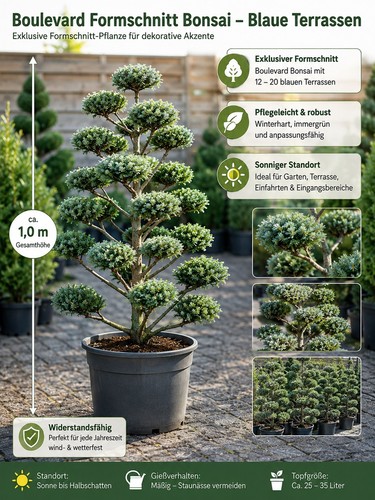 Formschnitt bonsai boulevard - formschnitt,
